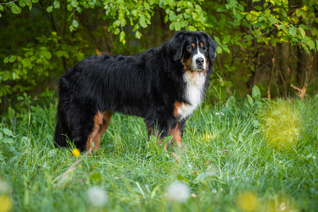 Berner Sennenhund steht im Wald