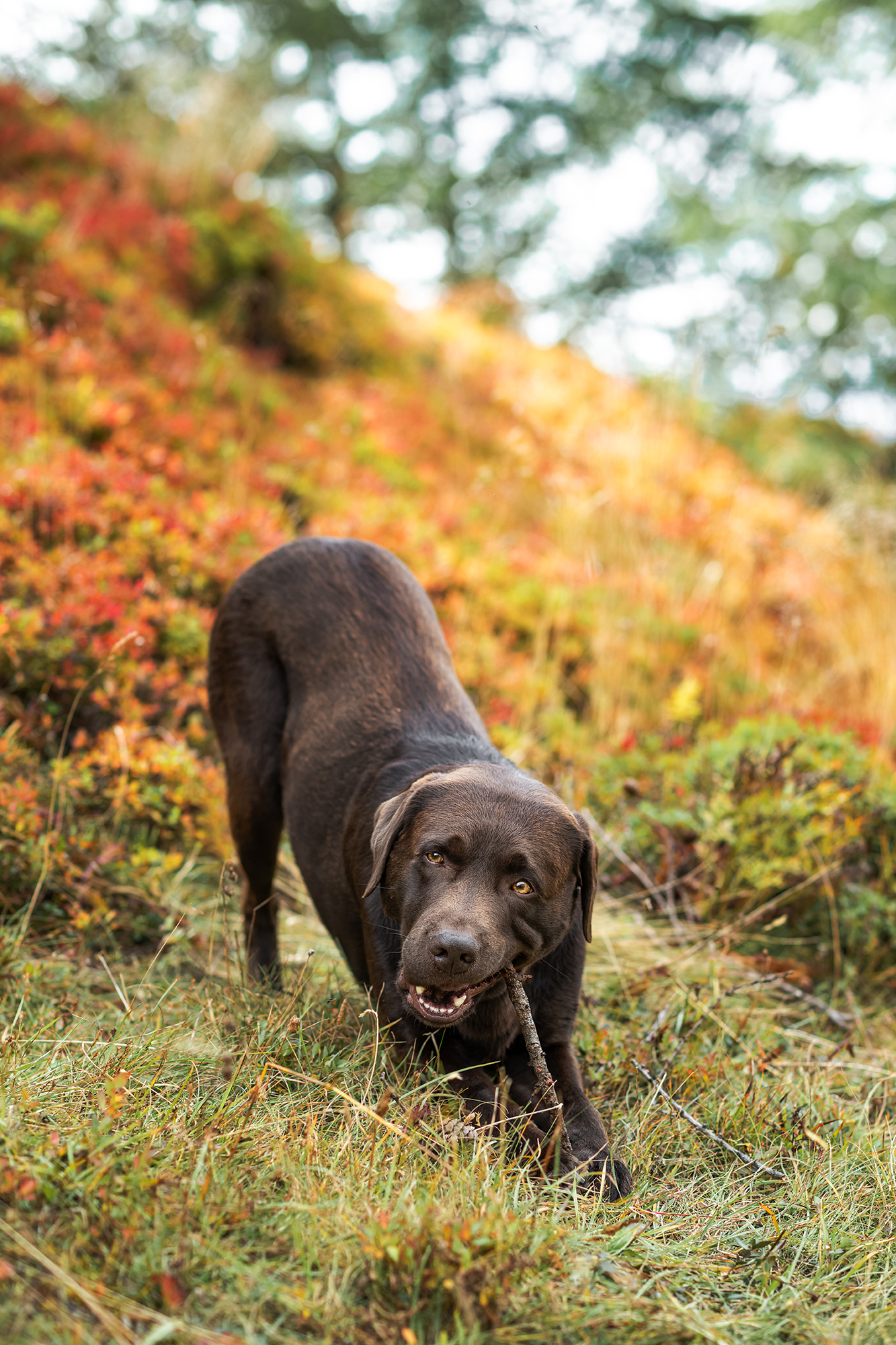 Brauner Labrador im Heidelbeergebüsch