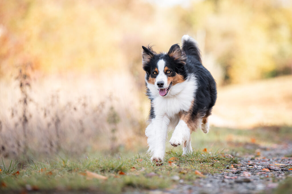 Hund rennt