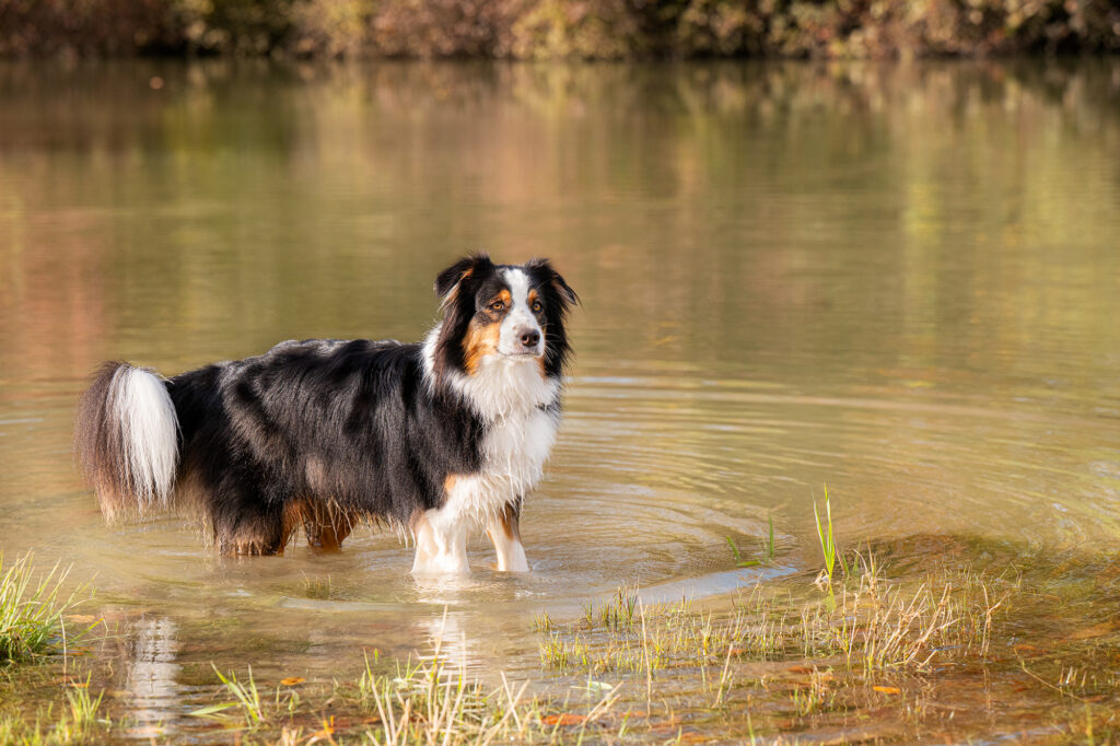 Hund steht im Wasser