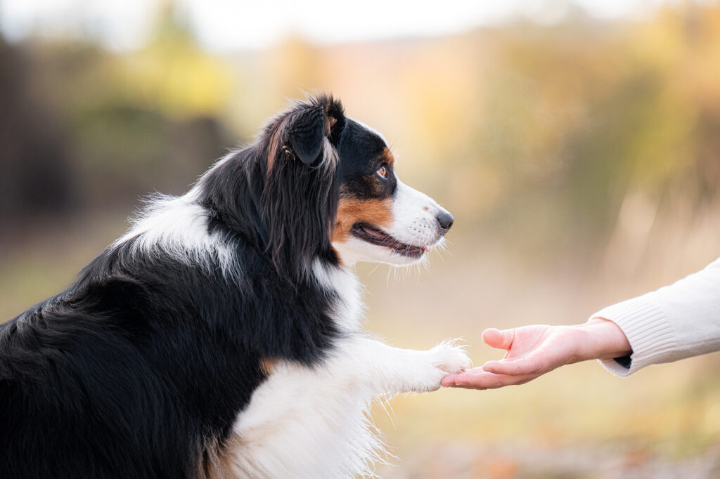 Hund gibt Frau die Pfote