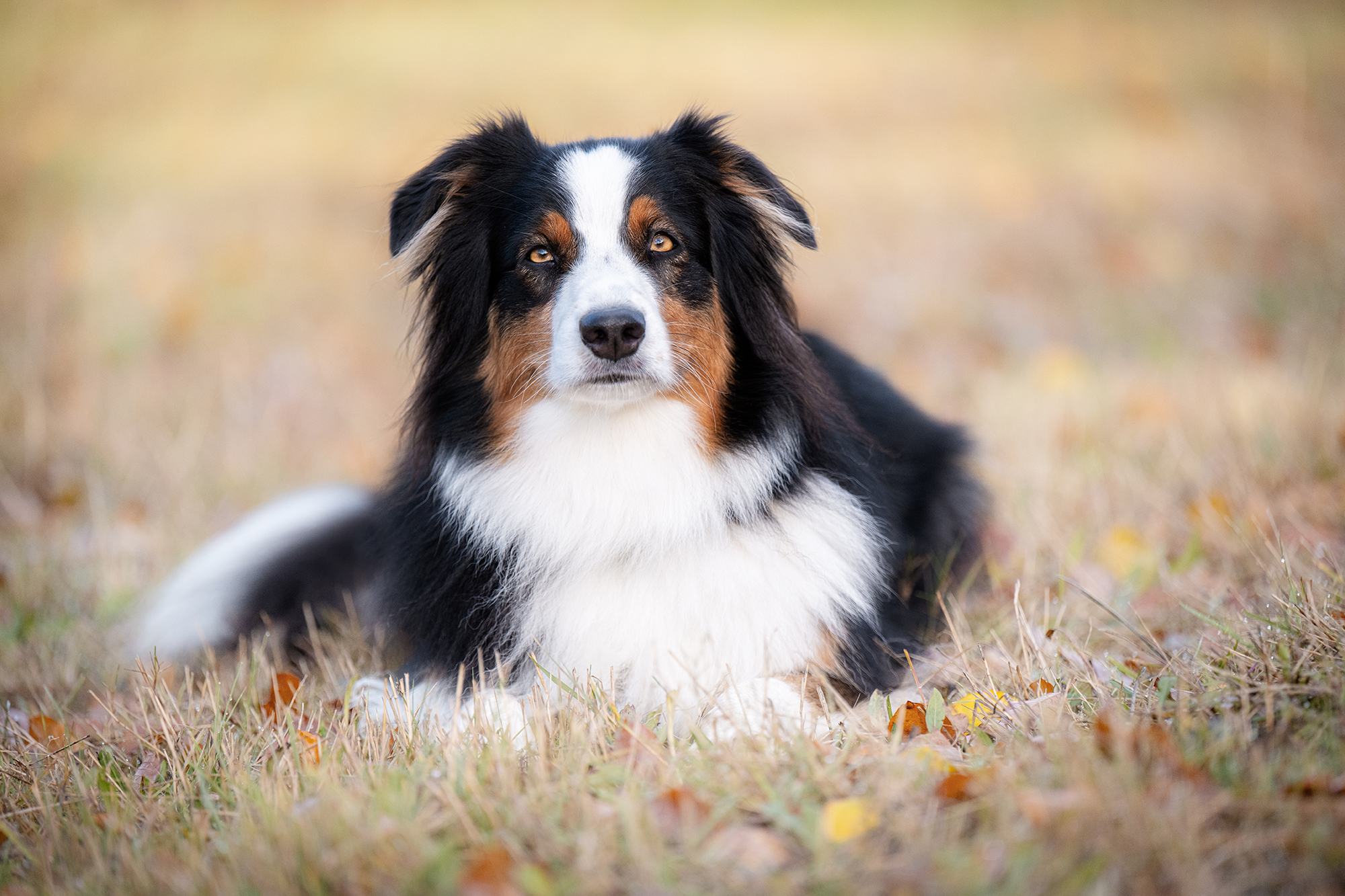 Hund liegt im Gras