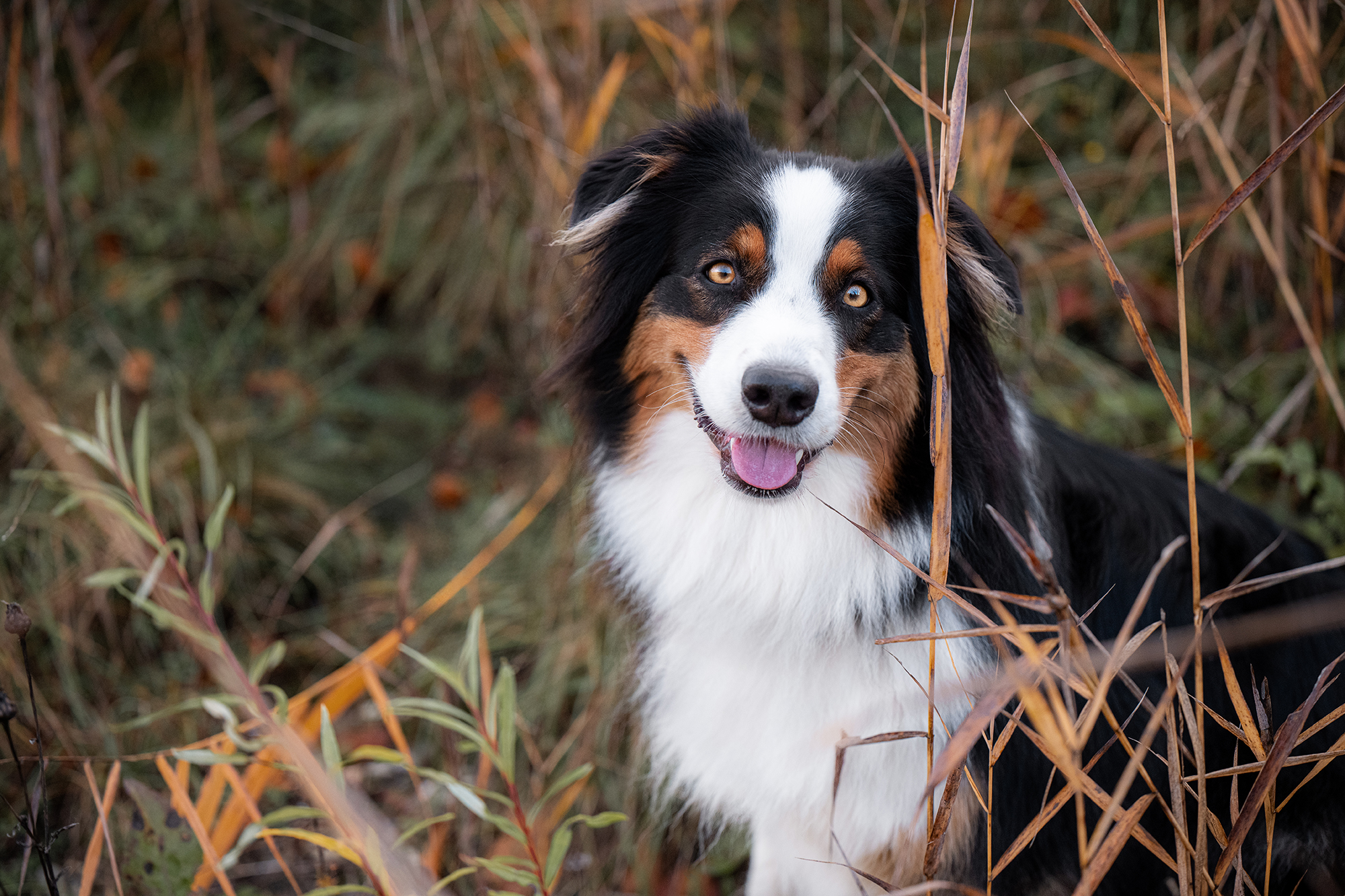 Hundeportrait im Schilf