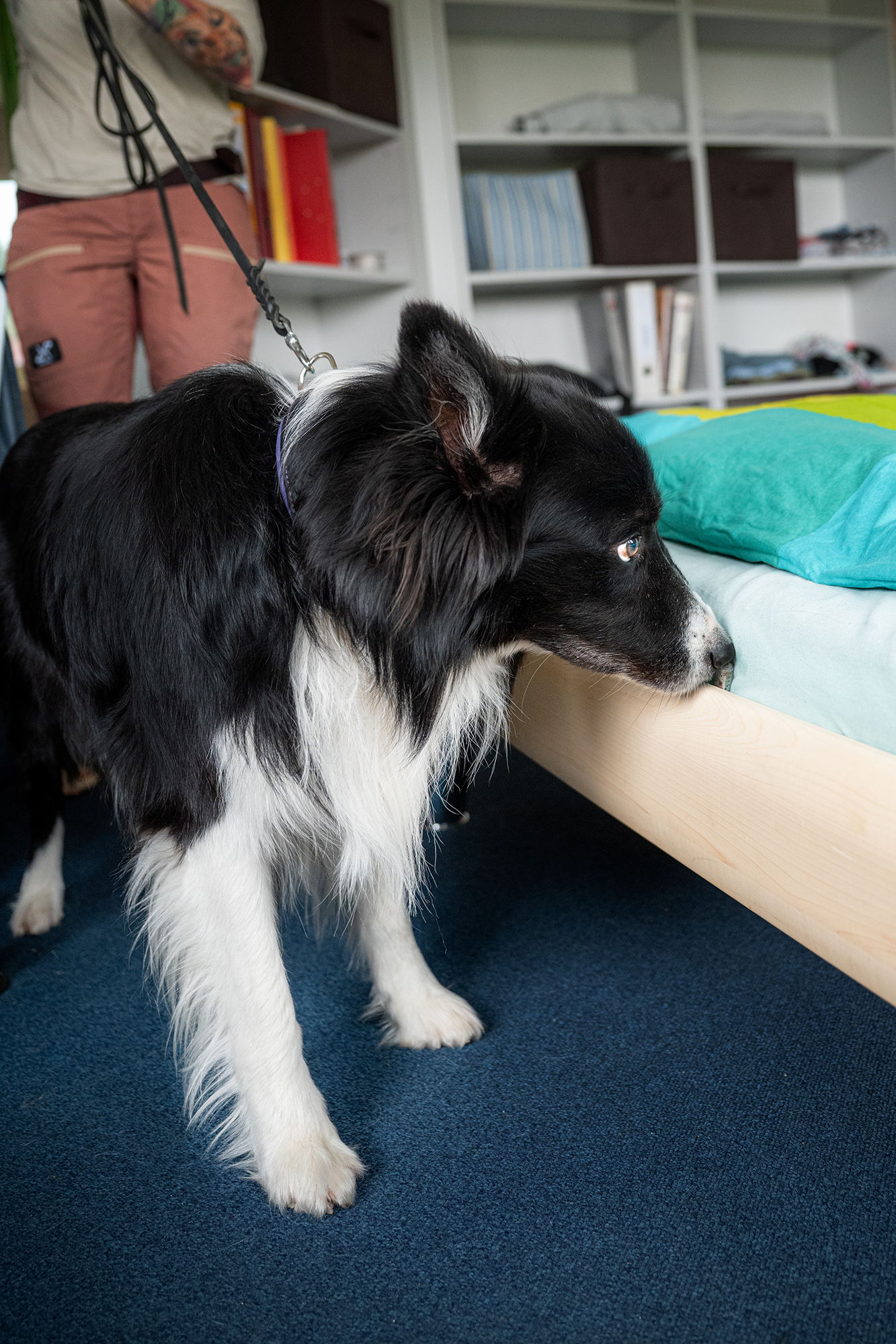 Border Collie sucht Bettwanzen
