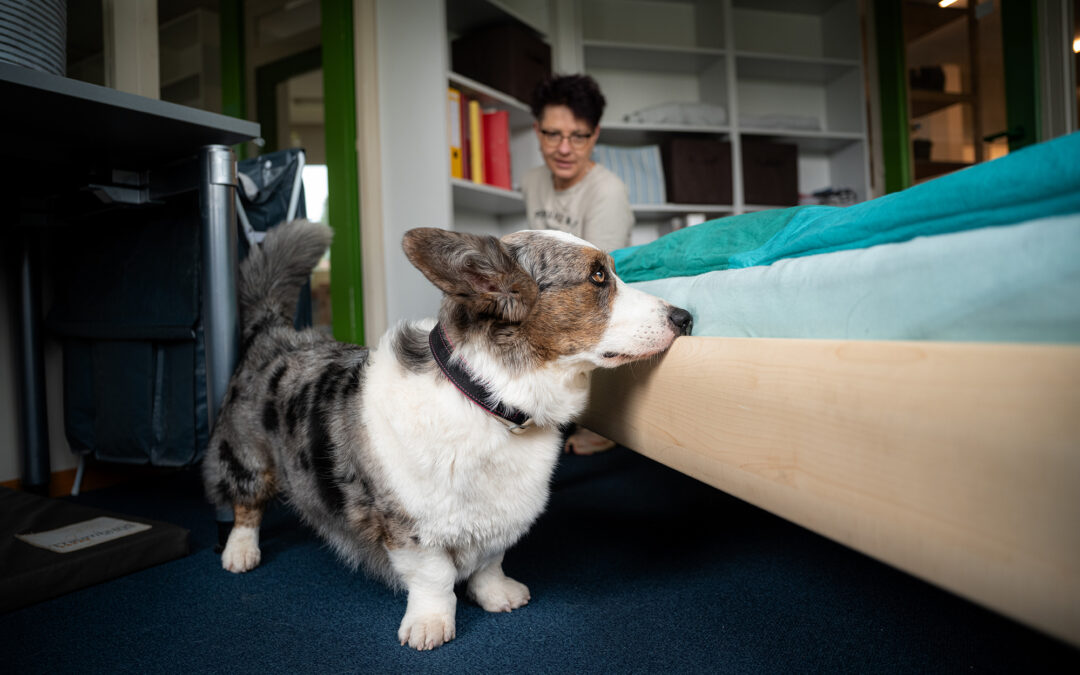 Bettwanzenspürhunde – Wie sie uns vor ungebetenen Gästen schützen