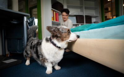 Bettwanzenspürhunde – Wie sie uns vor ungebetenen Gästen schützen