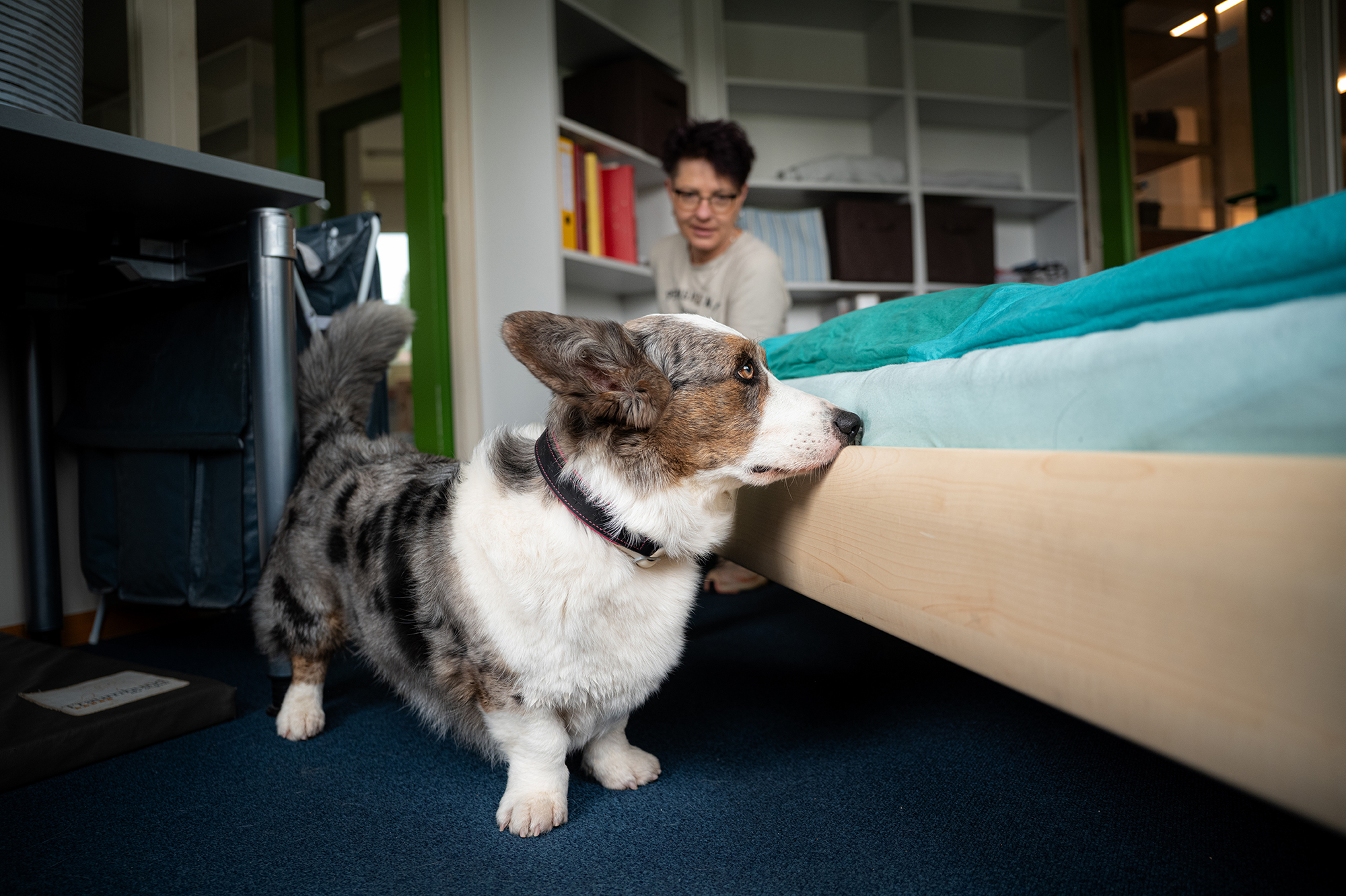 Hund findet Bettwanzen