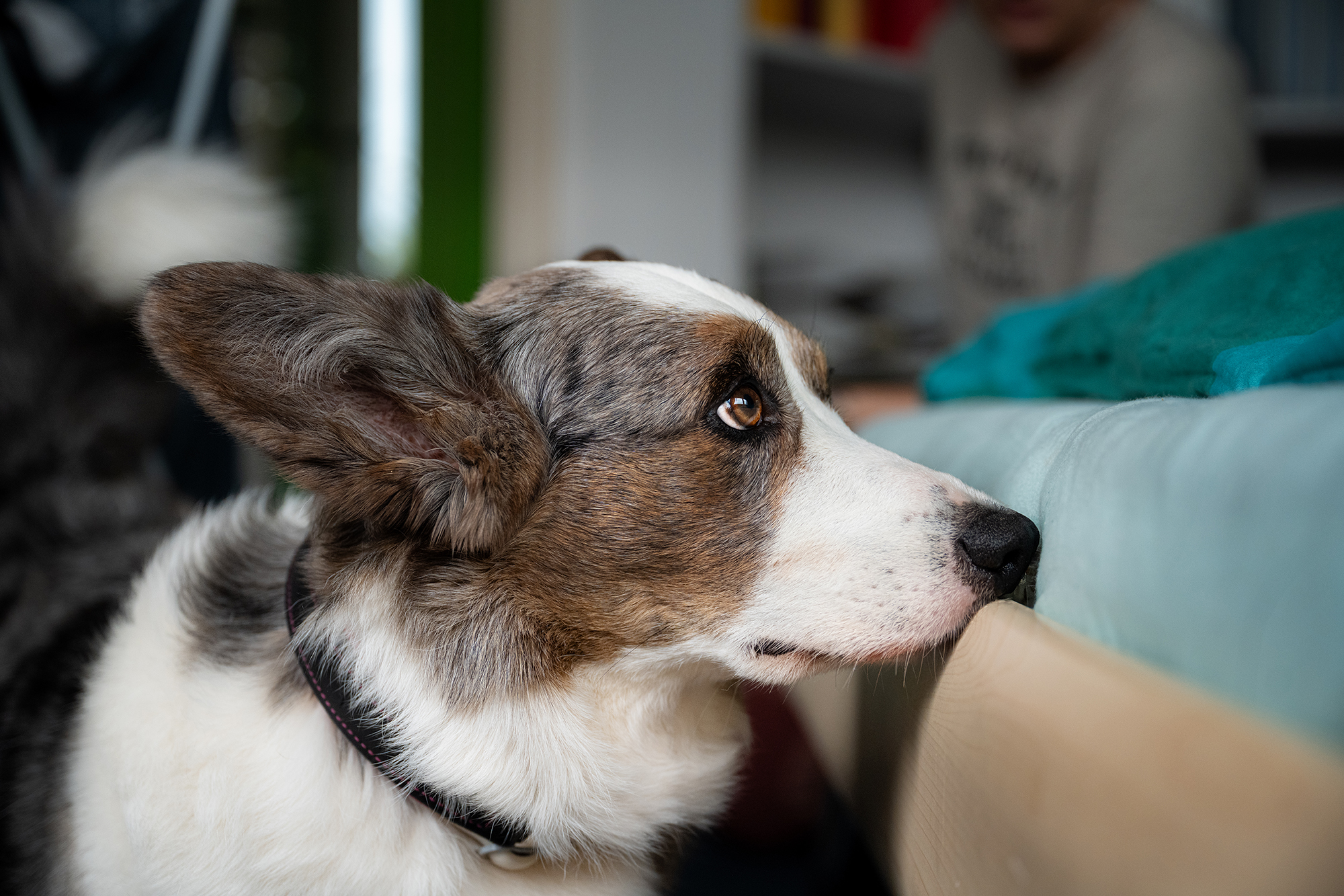 Bettwanzenspürhund Anzeigeverhalten