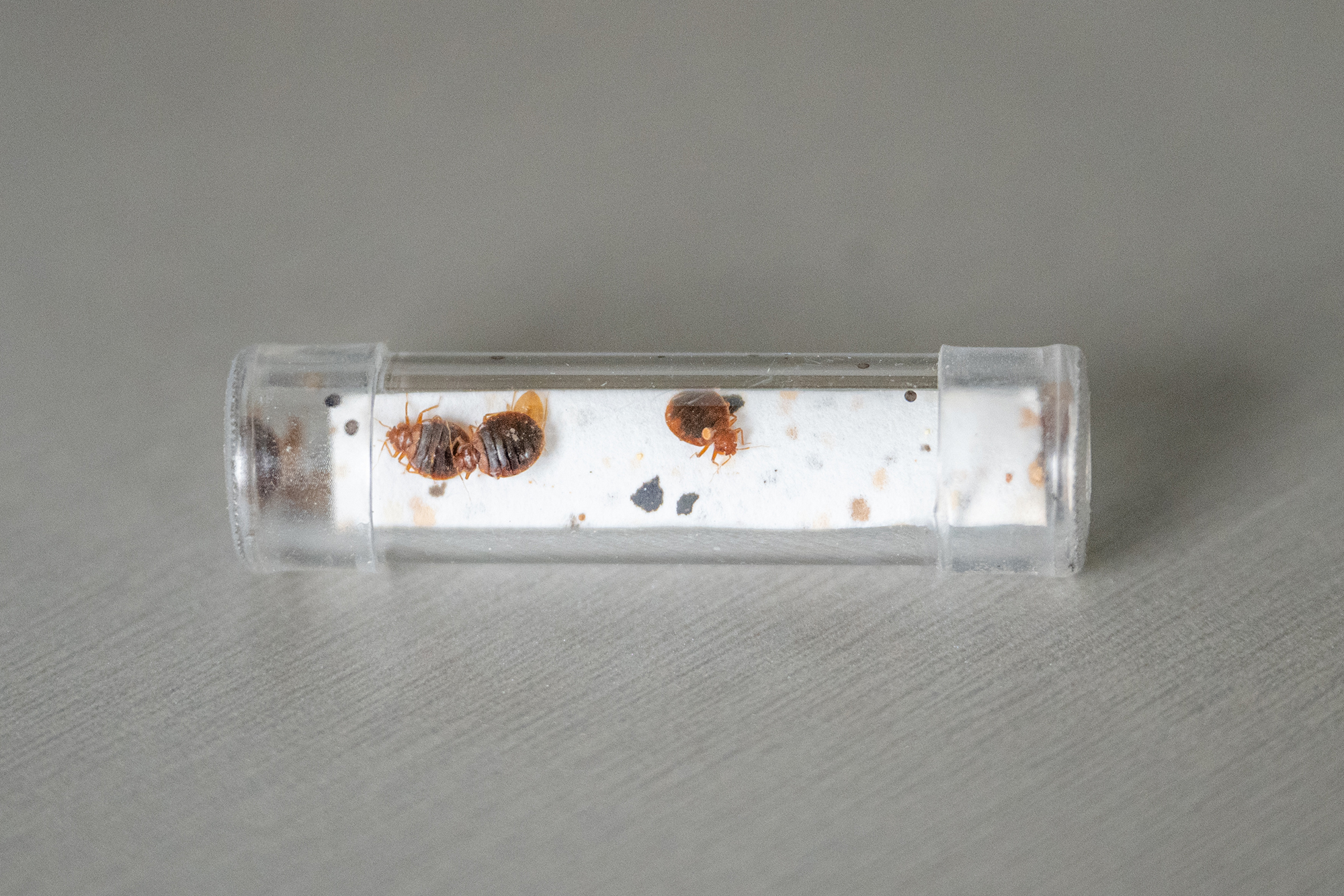 Röhrchen mit Bettwanzen