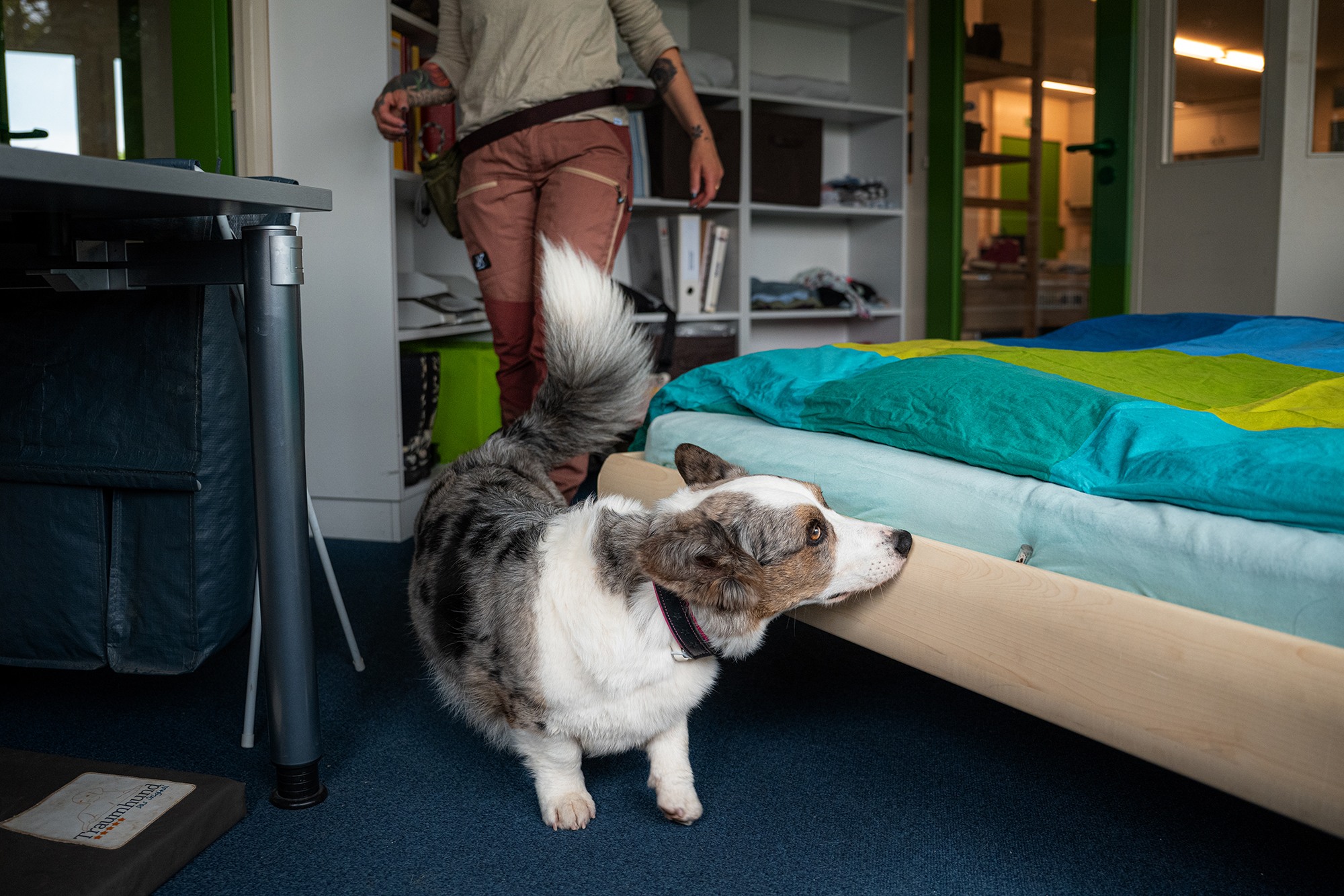 Bettwanzenspürhund sucht Bettwanzen