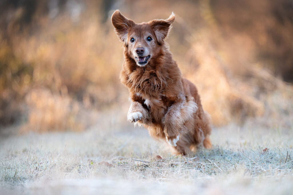 Nova Scotia Duck Tolling Retriever rennt