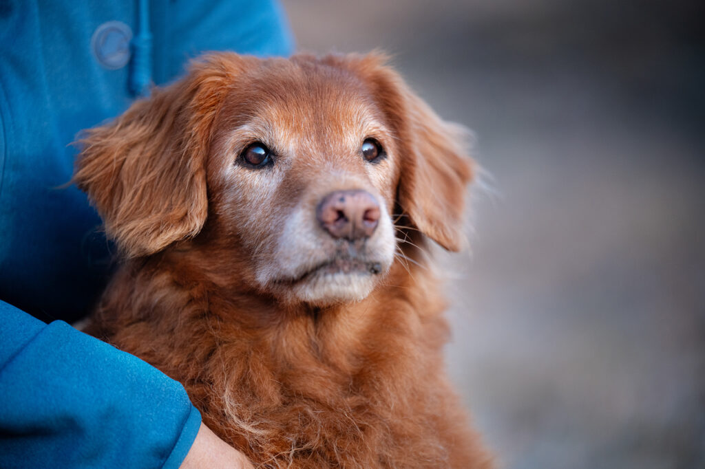 Nova Scotia Duck Tolling Retriever mit Frau