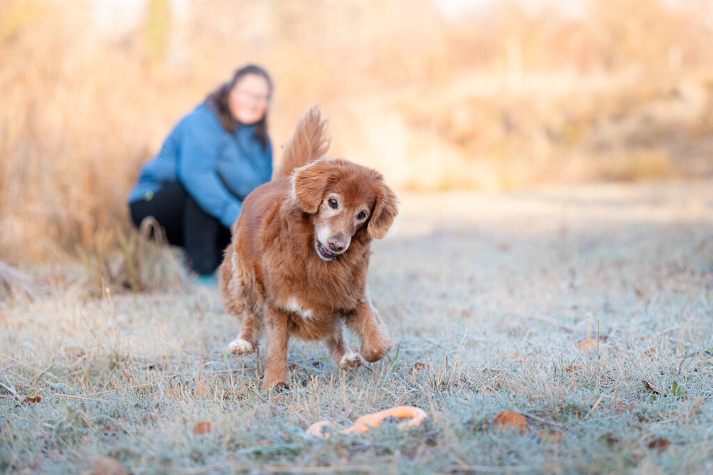 Nova Scotia Duck Tolling Retriever mit Frau