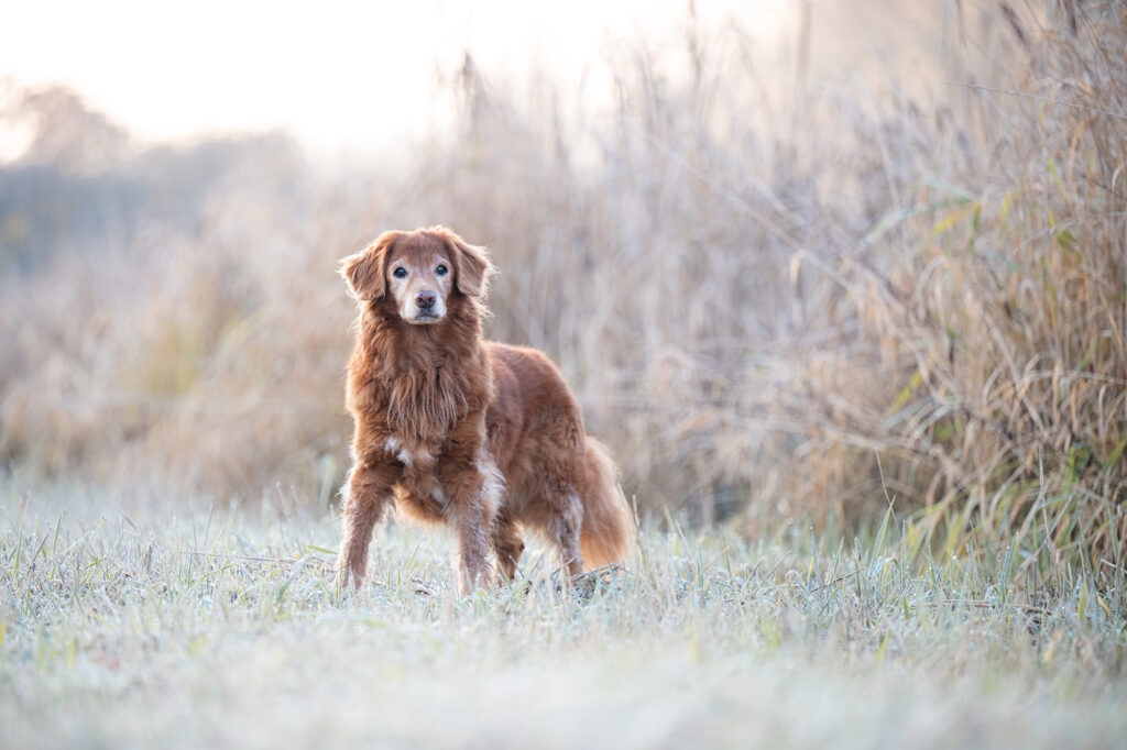 Nova Scotia Duck Tolling Retriever