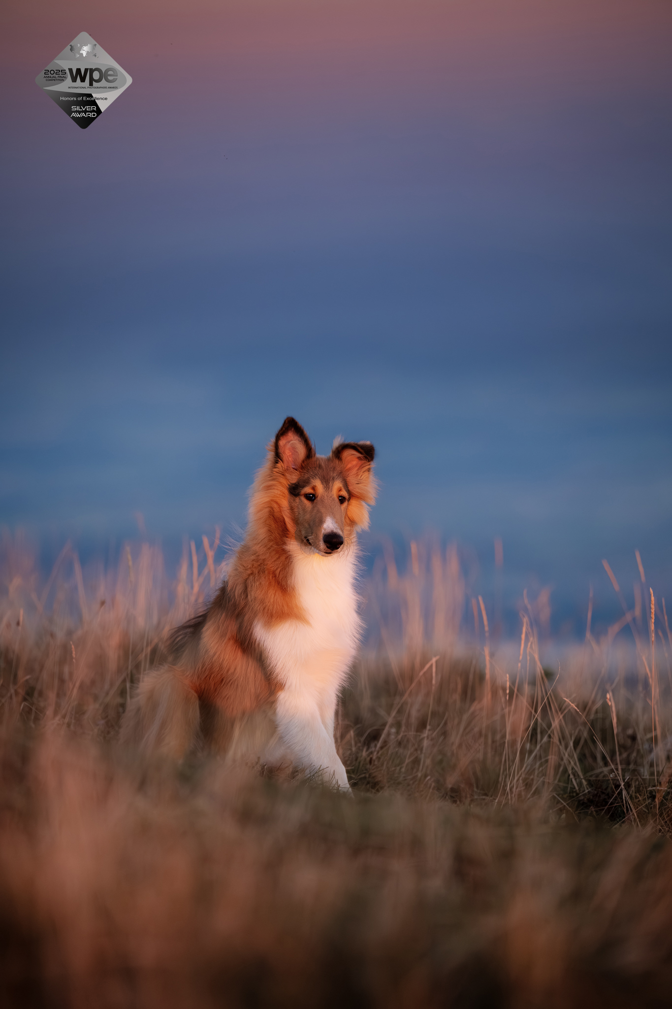 Collie im Sonnenuntergang