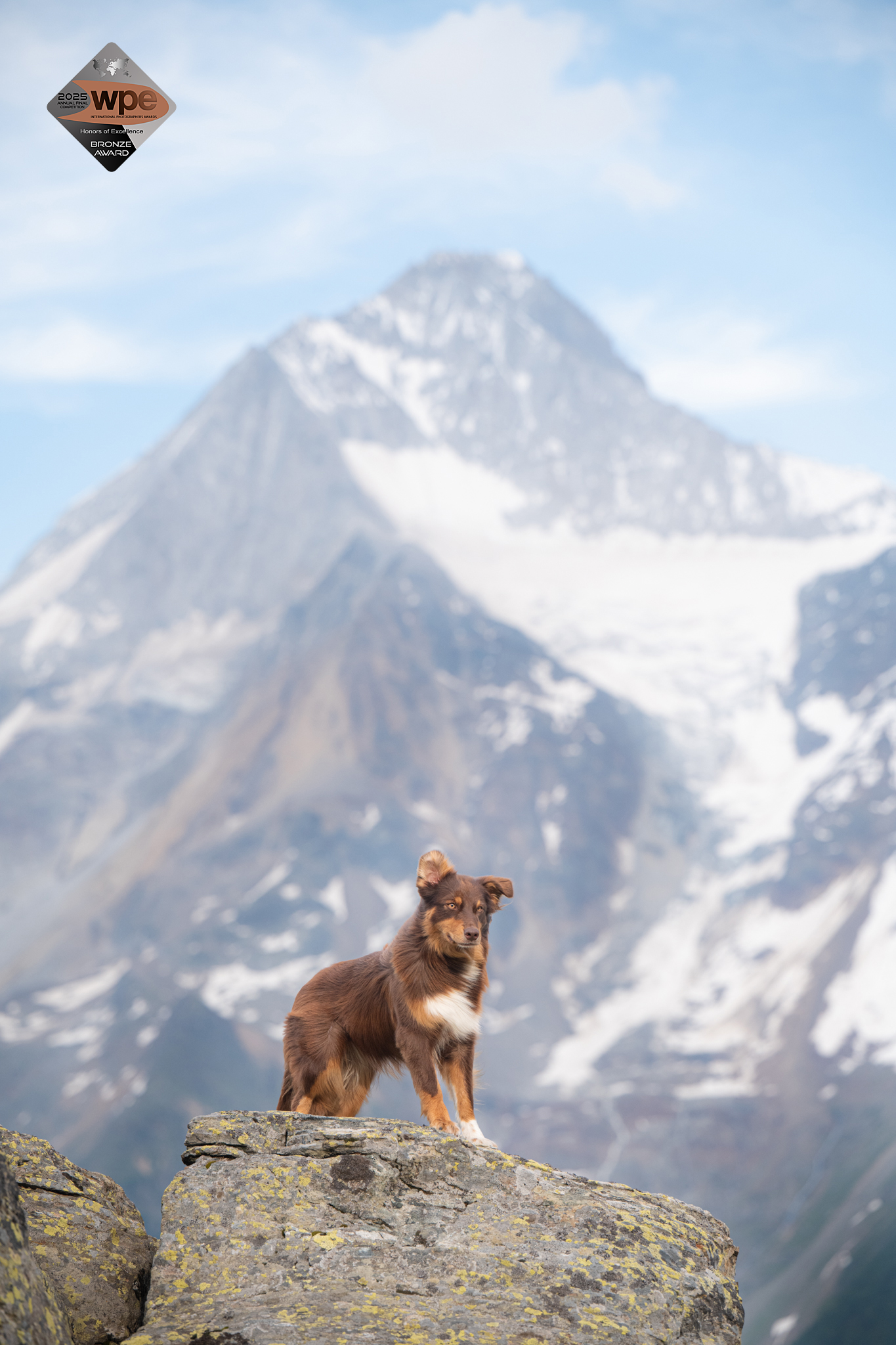 Australischer Schäferhund vor einem Berg