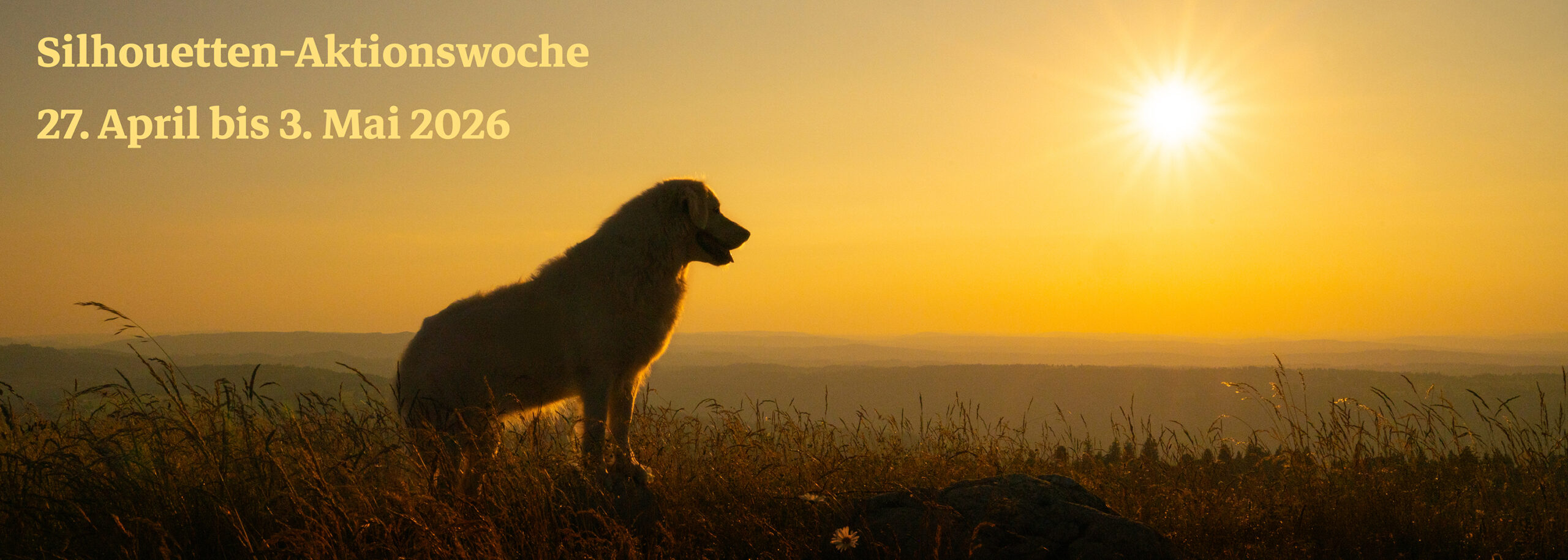 Header Silhouettenaktionswoche