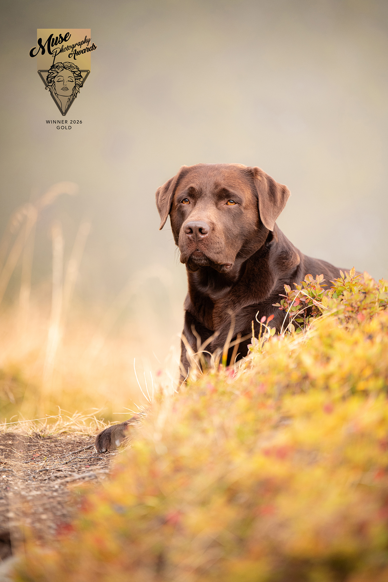 Brauner Hund im Herbstlicht