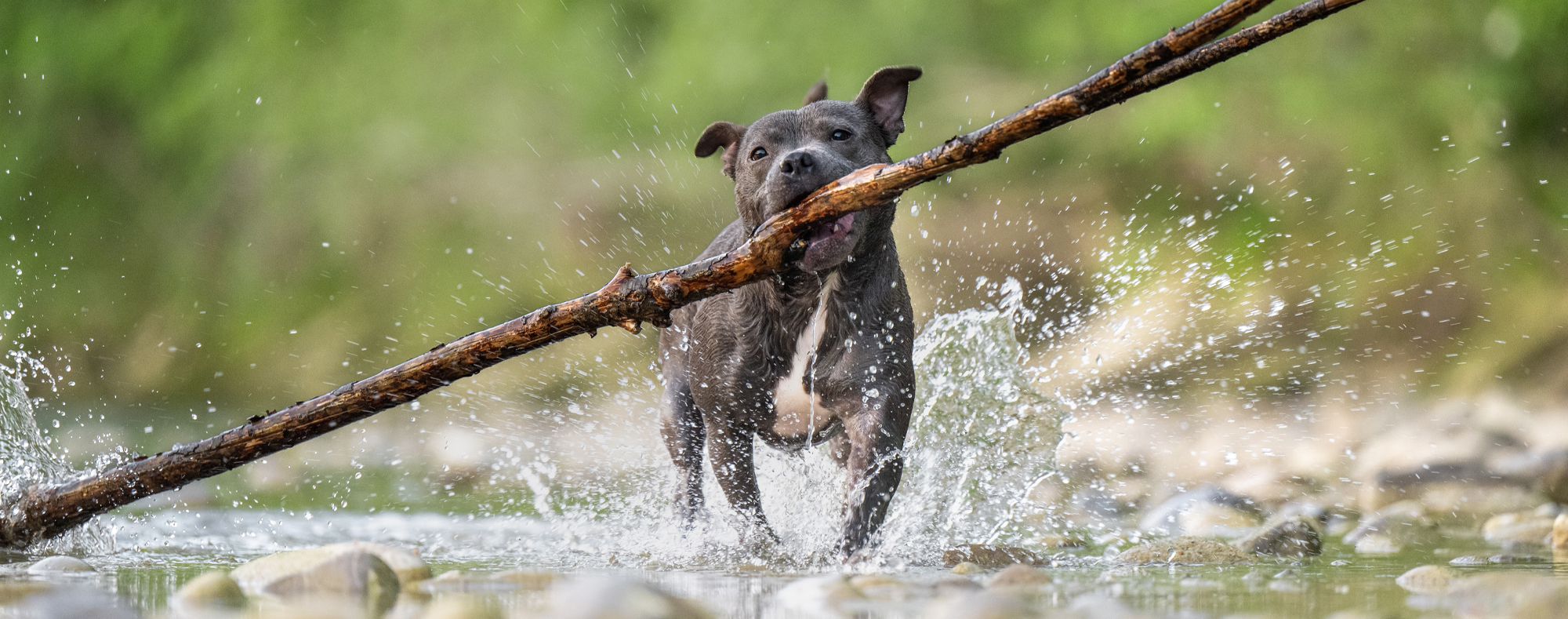Hund rennt mit Stock im Wasser