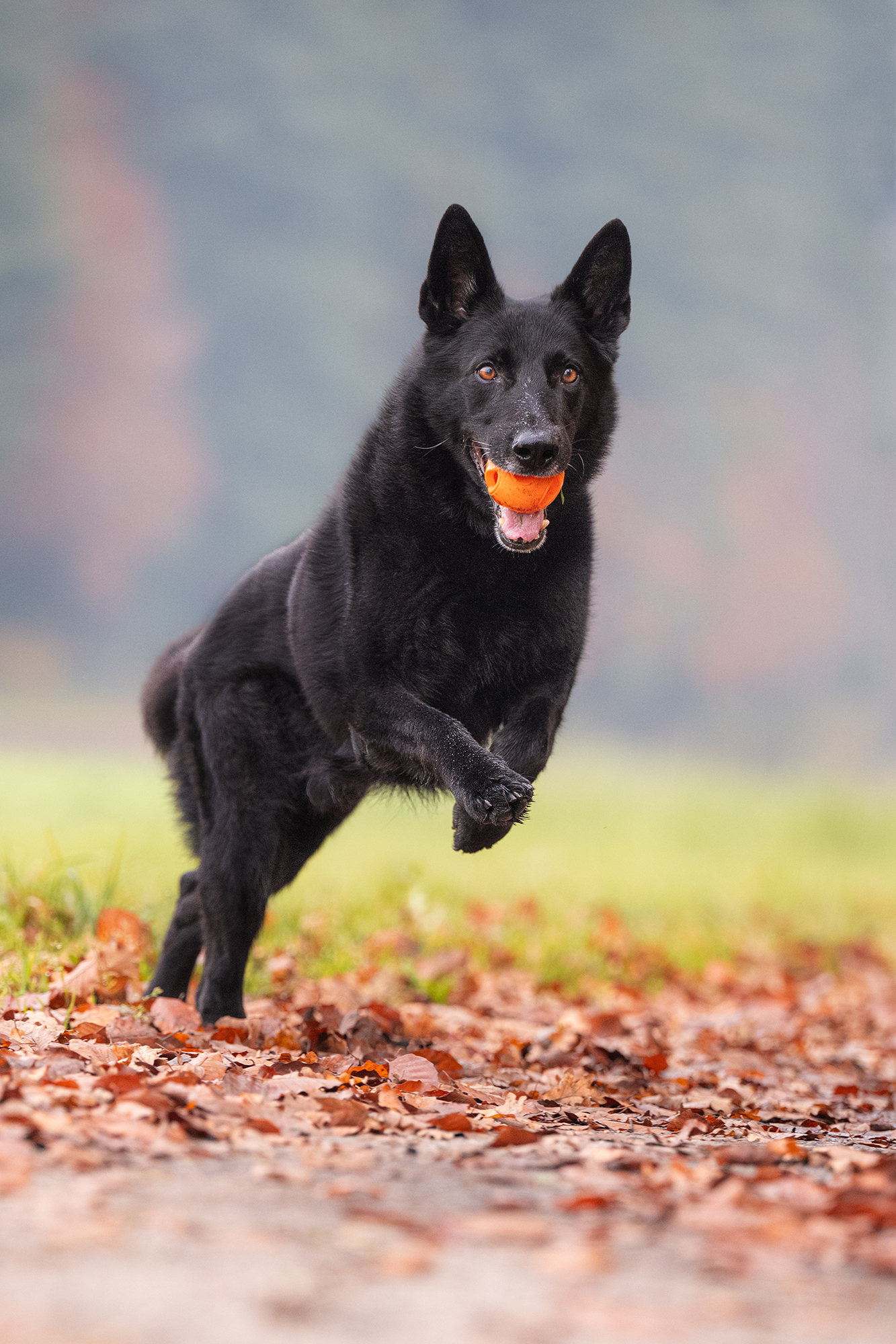 Schwarzer Hund mit Ball