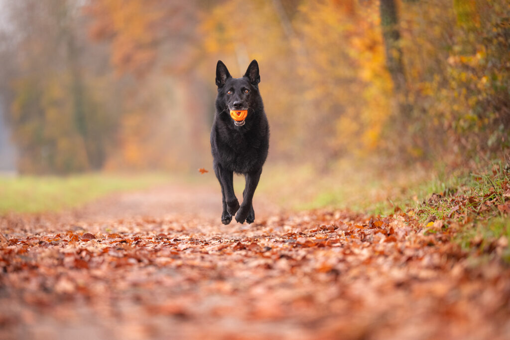 Schwarzer Hund mit Ball