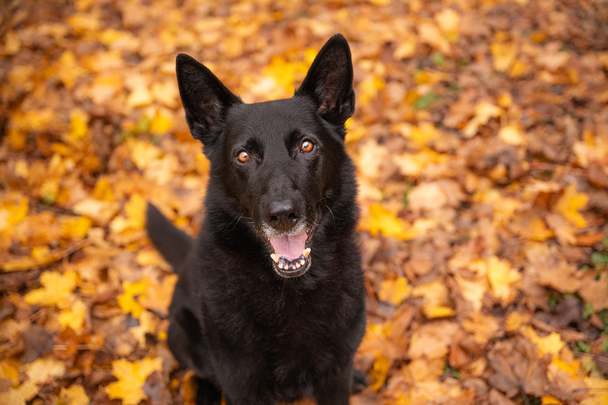 Schwarzer Hund