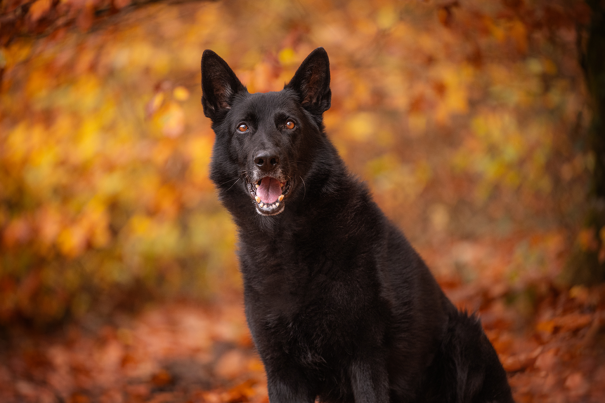 Schwarzer Hund Portrait