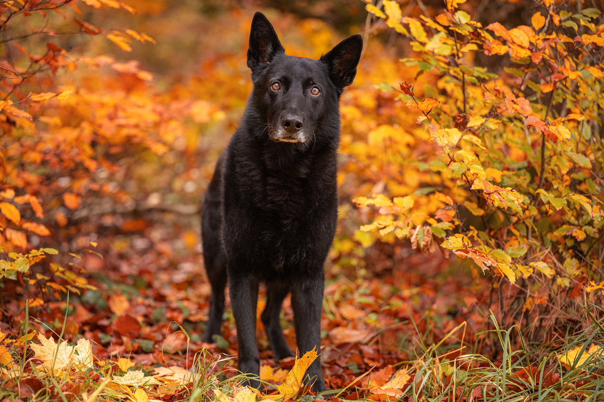 Schwarzer Hund steht im Herbstwald