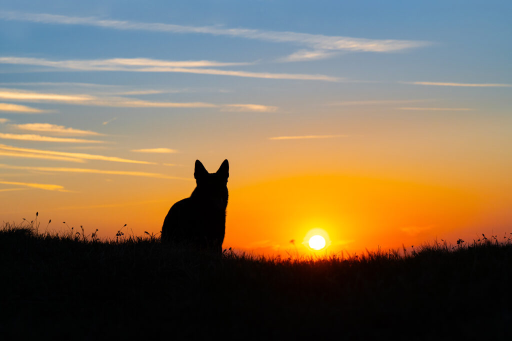 Schäferhund