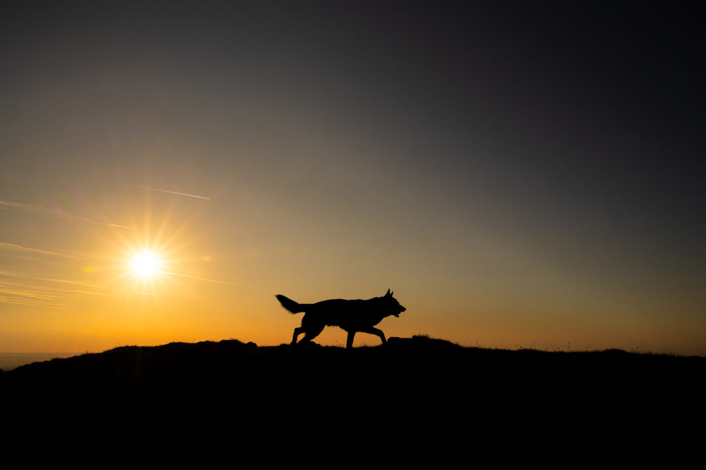 Hund im Sonnenuntergang mit Ball