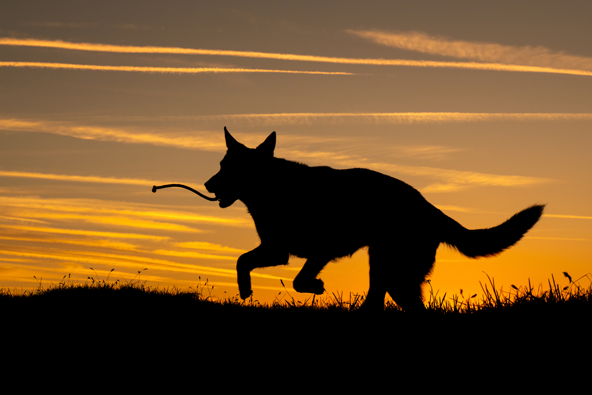 Hund rennt mit Ball