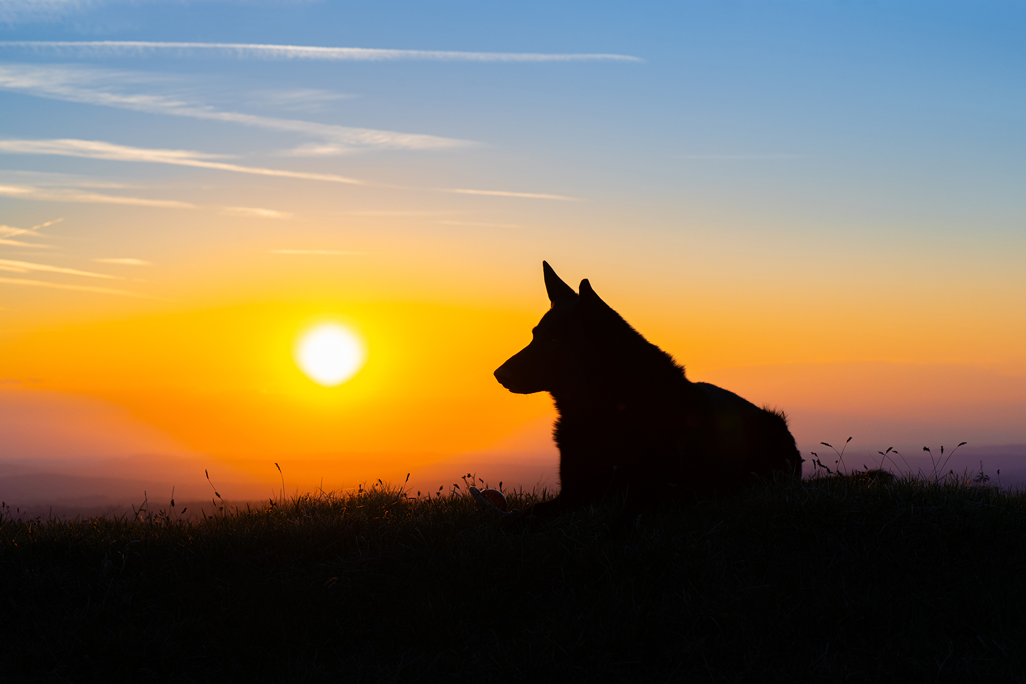 Hund liegt im Sonnenuntergang