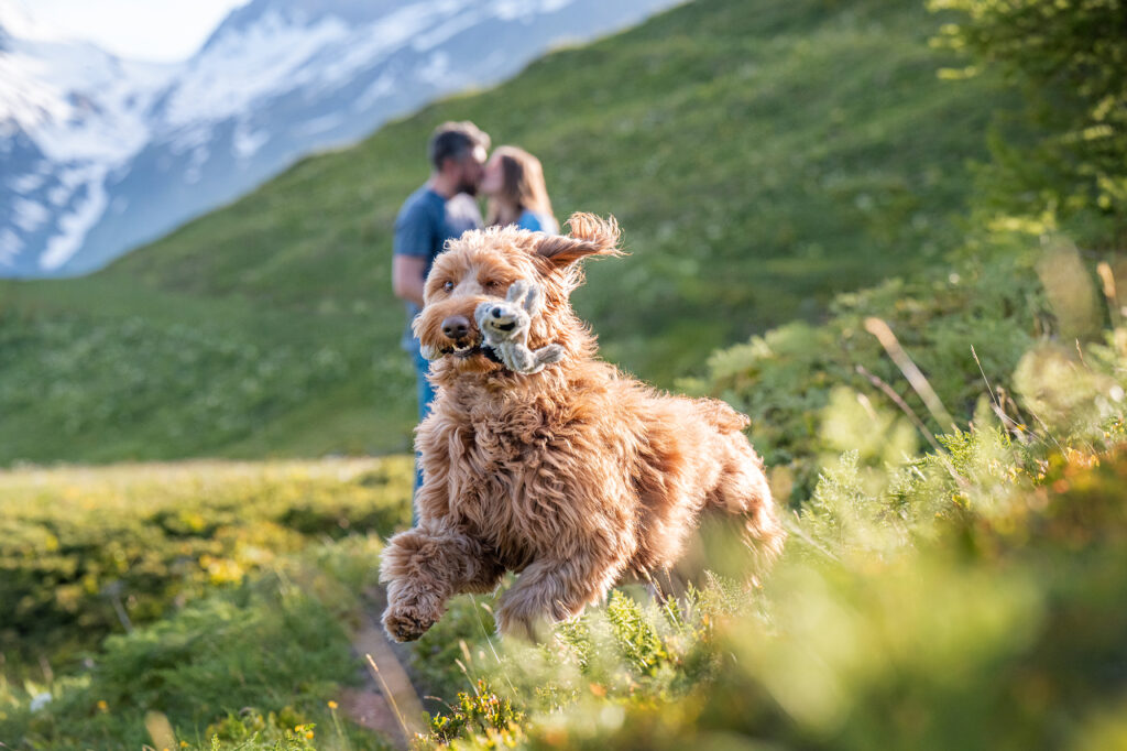 Australien Cobberdog und küssendes Paar im Hintergrund