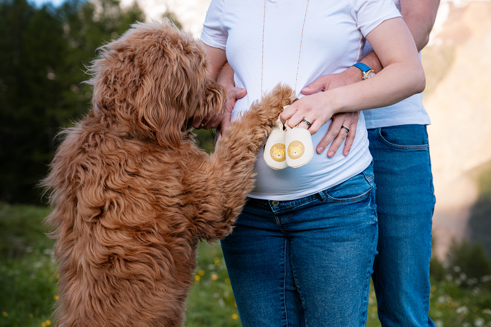 Hund und Babybauch