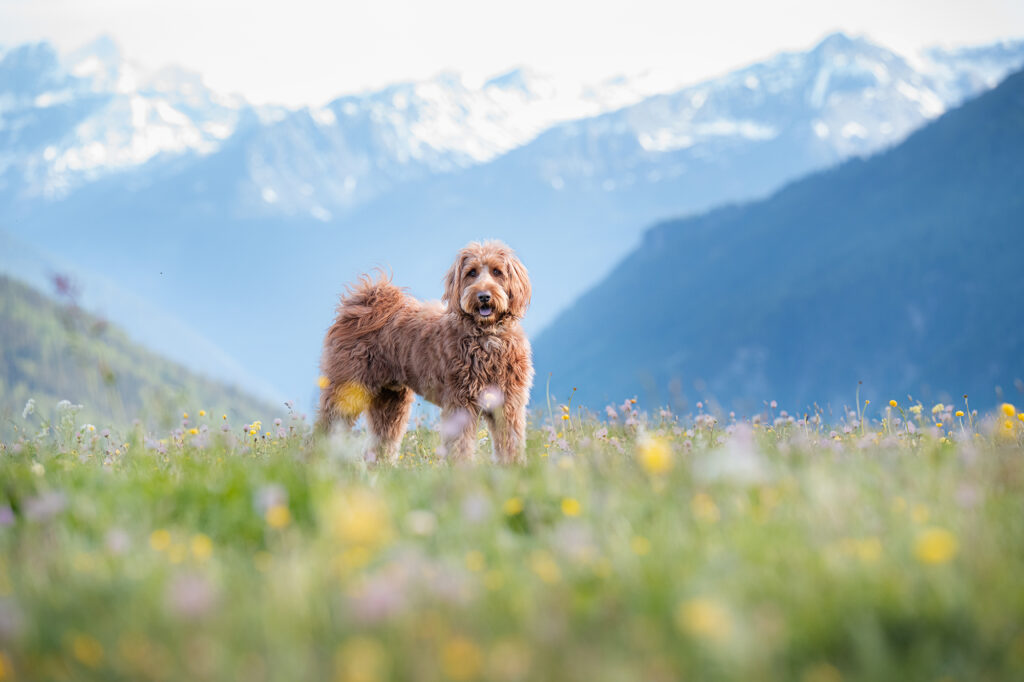 Australien Cobberdog