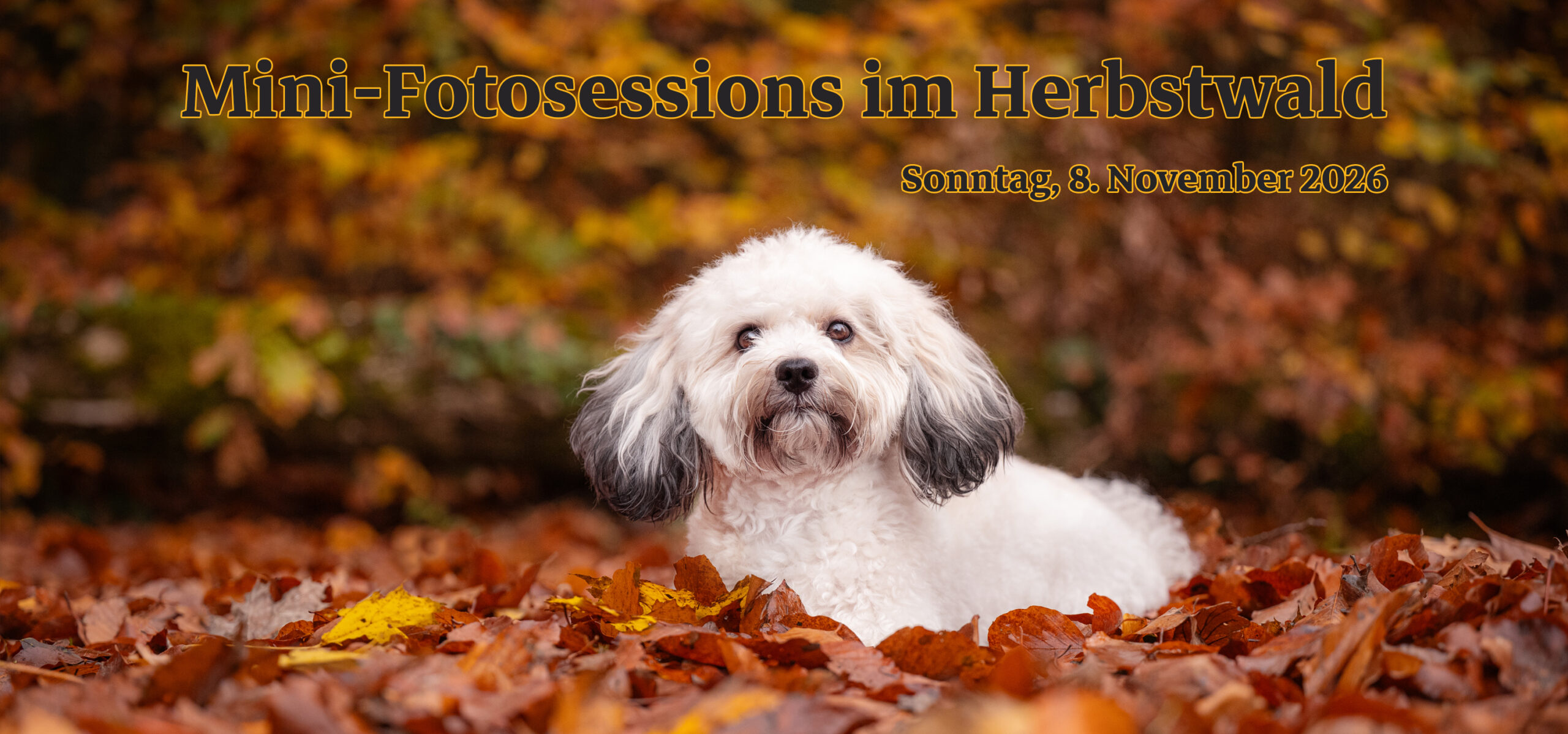 Hund im Herbstlaub