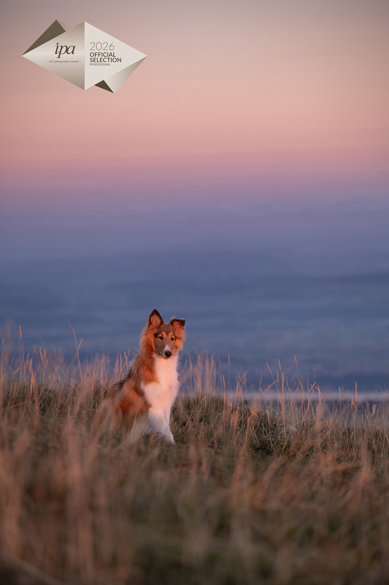 Collie im Sonnenuntergang