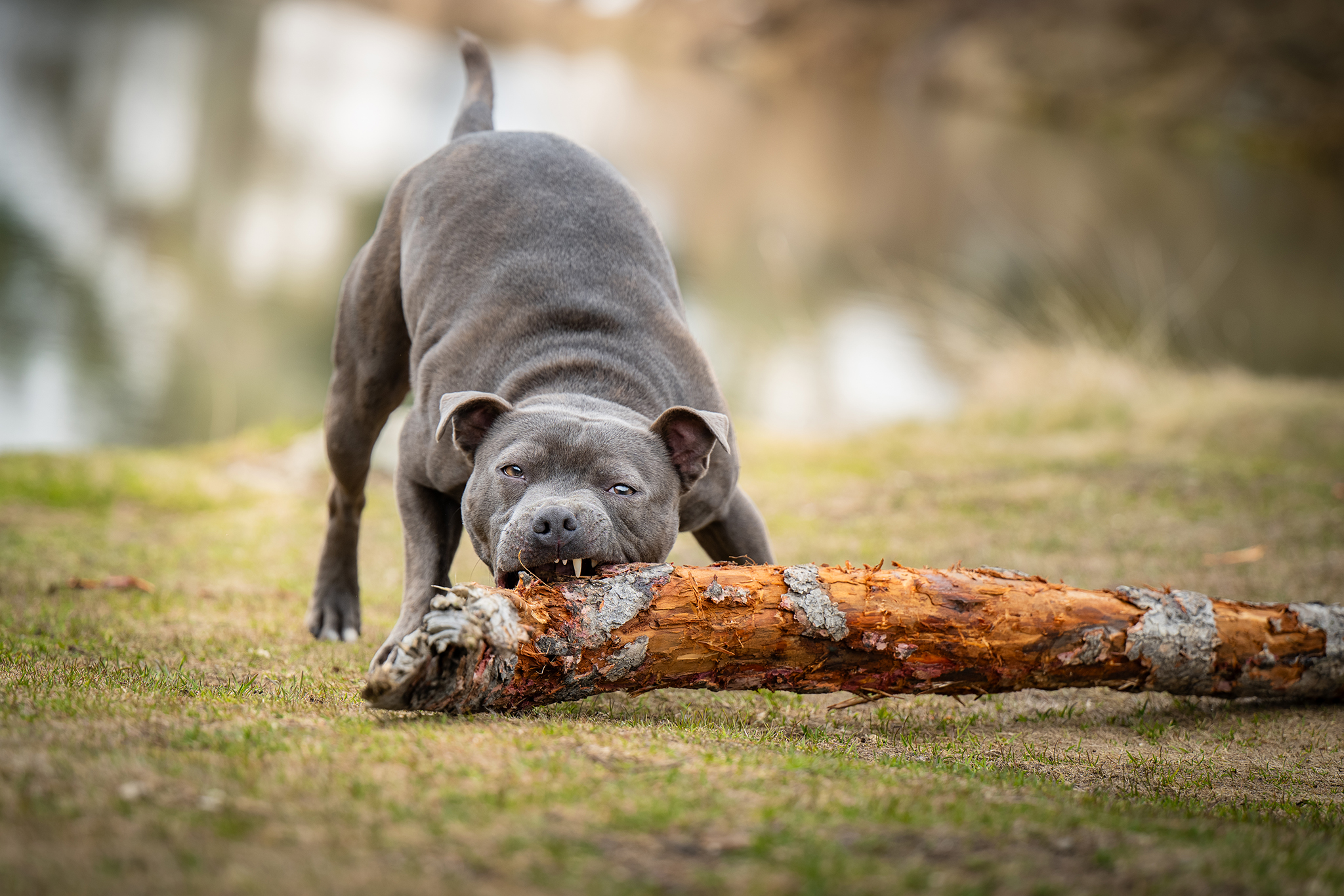 Hund mit Holz