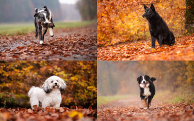 Herbstliche Mini-Fotosessions im Wald: Vier Hunde, vier Geschichten