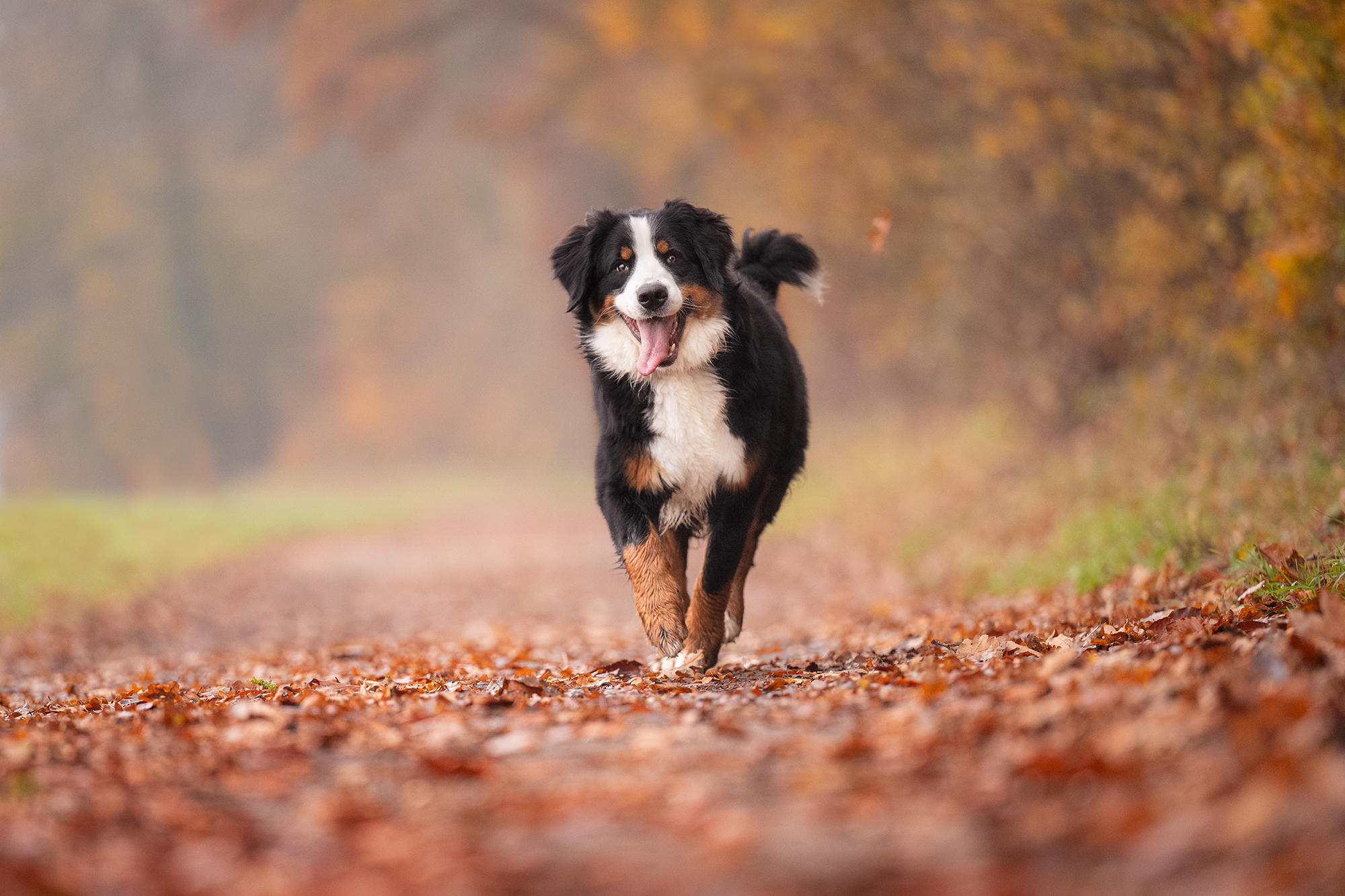 Berner Sennenhündin im Herbstwald