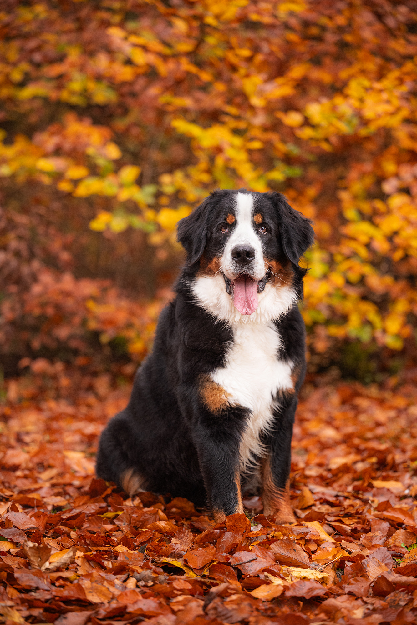 Berner Sennenhündin im Herbstwald