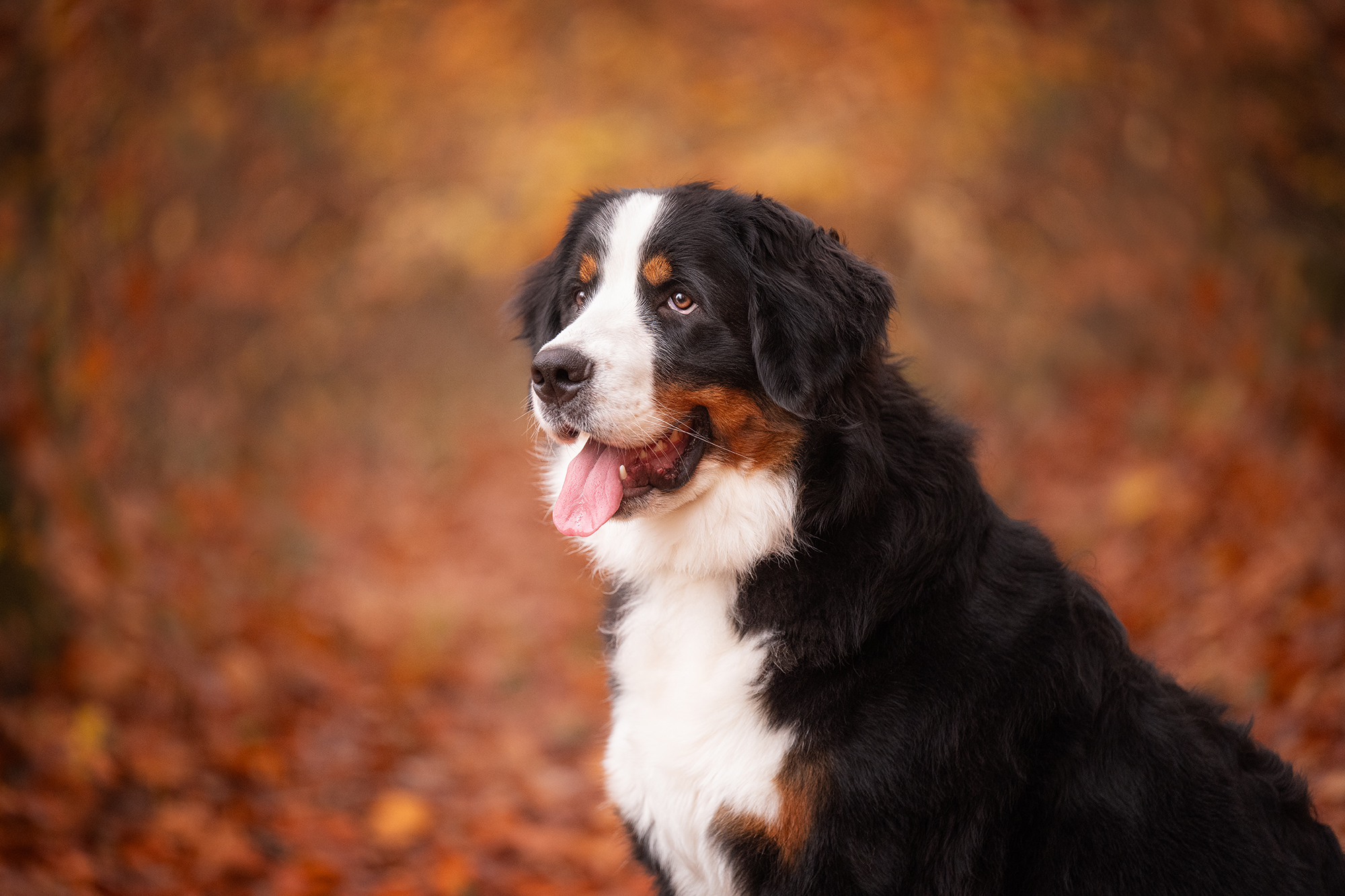 Berner Sennenhündin im Herbstwald