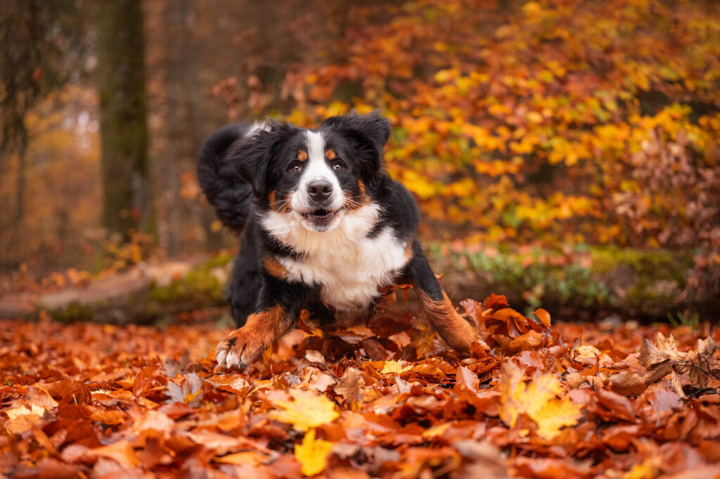 Berner Sennenhündin im Herbstwald