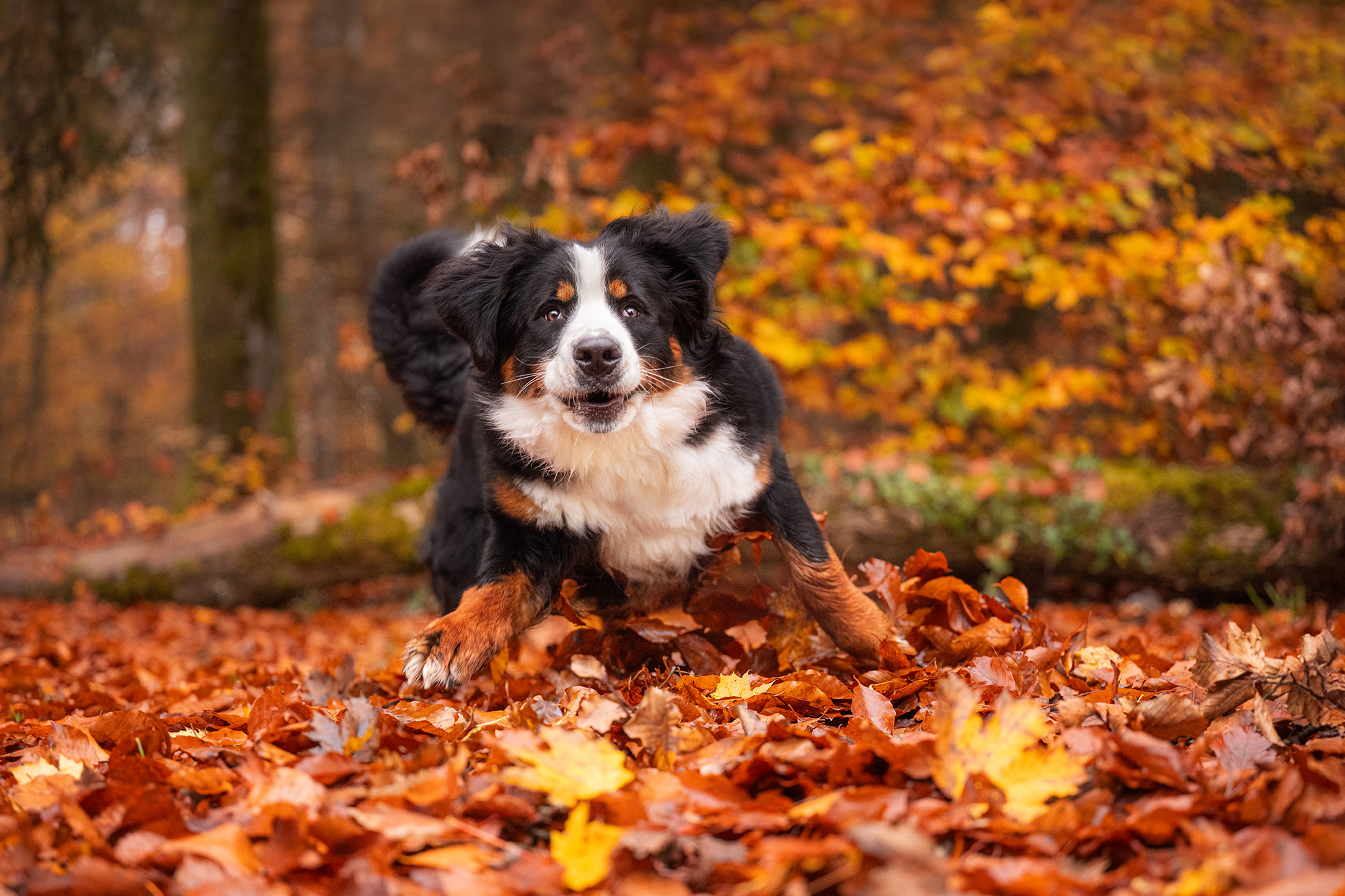 Berner Sennenhündin im Herbstwald