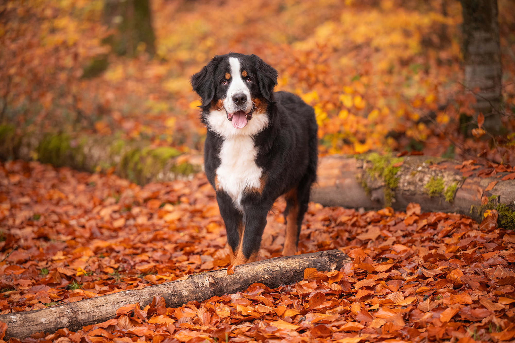 Berner Sennenhündin im Herbstwald