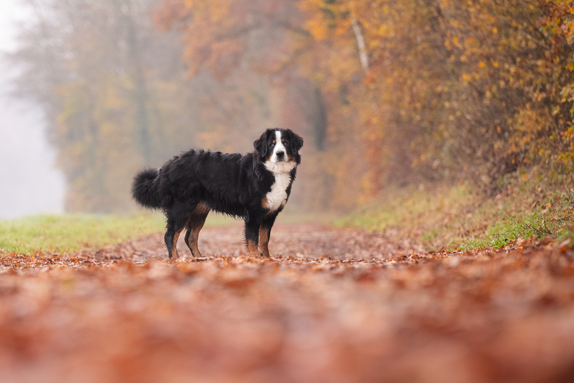 Berner Sennenhündin im Herbstwald