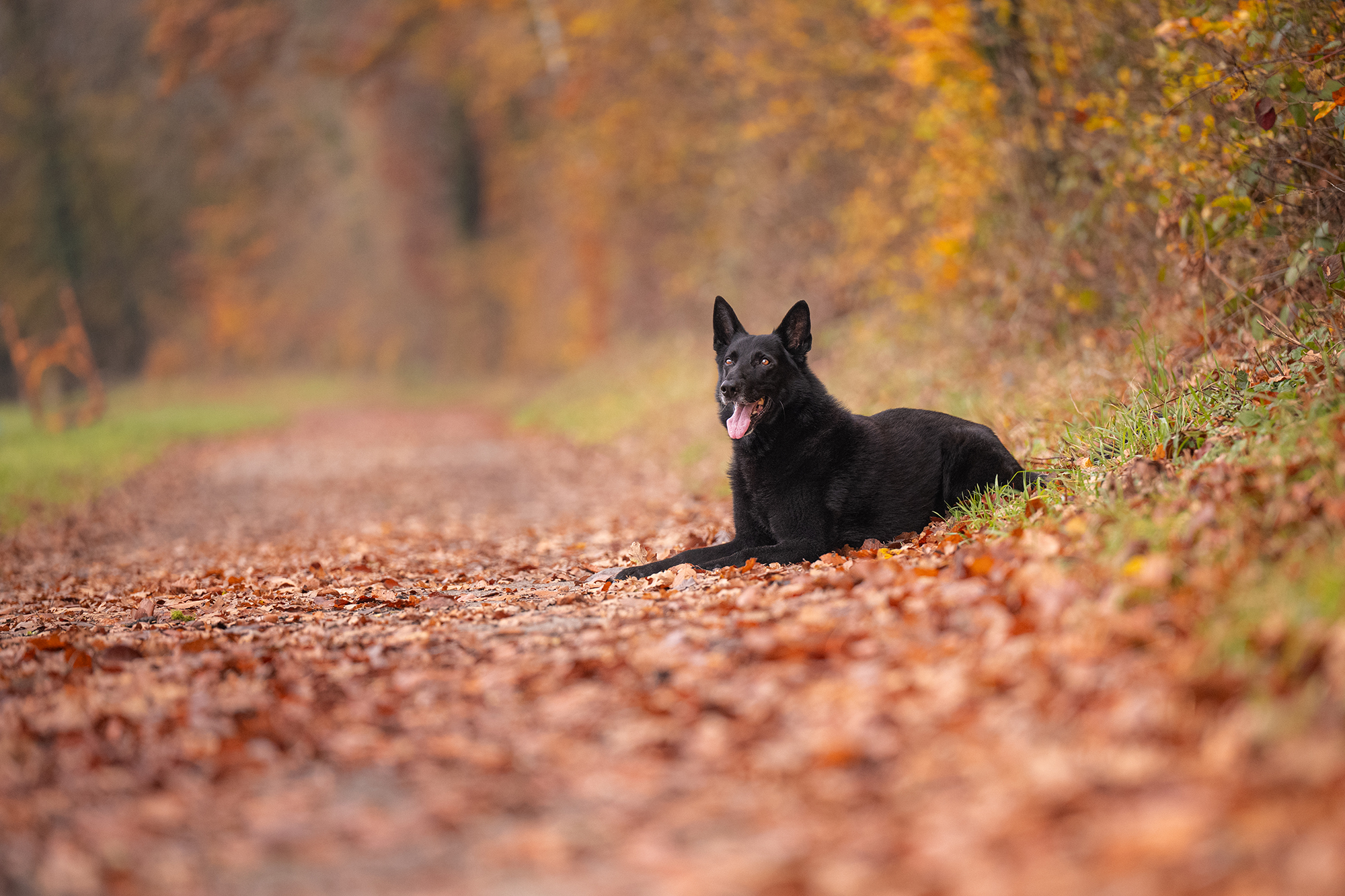 Schwarzer Schäferhund im Herbstwald