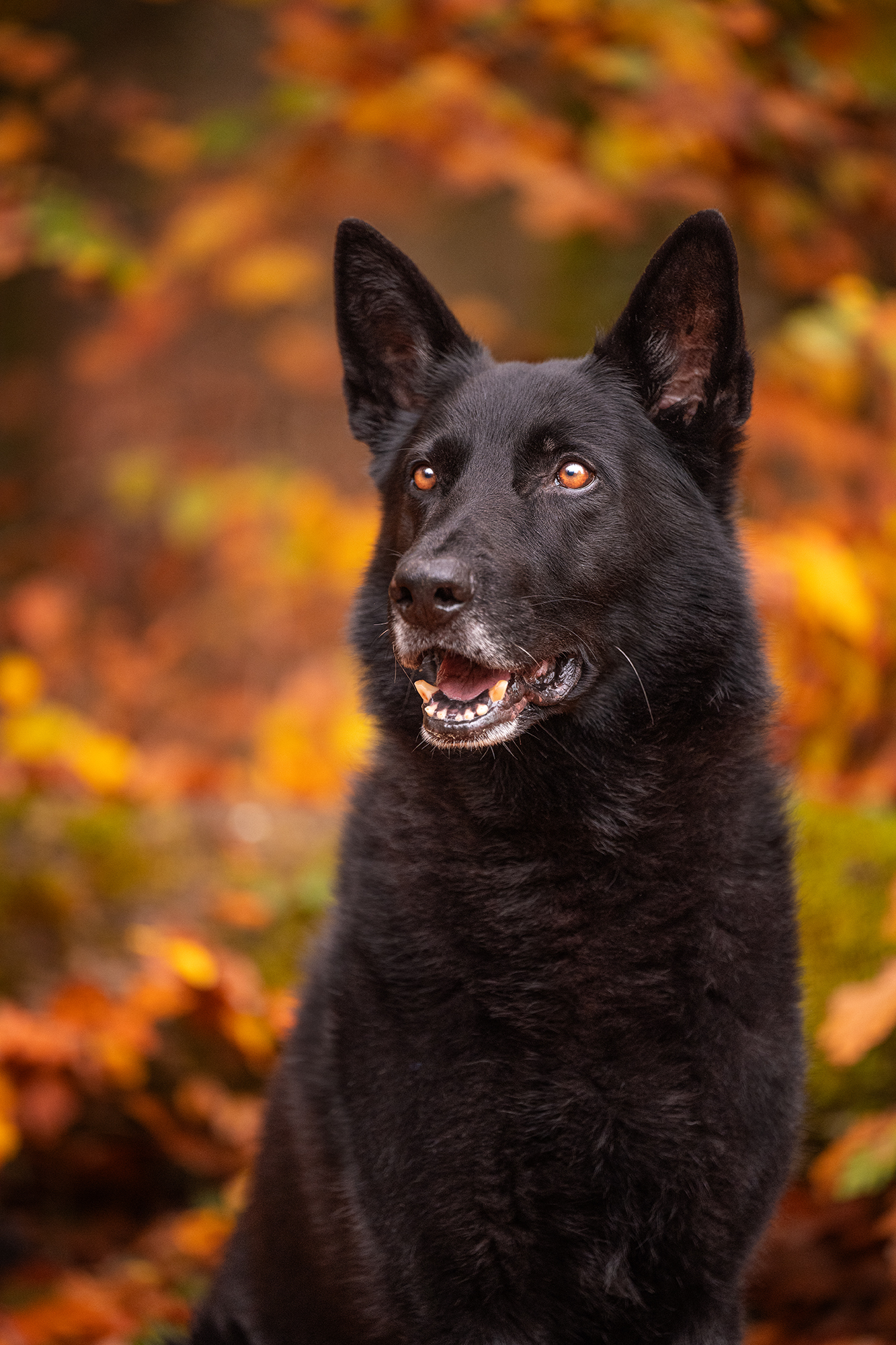 Schwarzer Schäferhund im Herbstwald