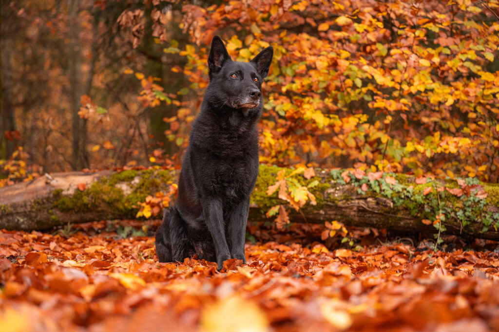 Schwarzer Schäferhund im Herbstwald