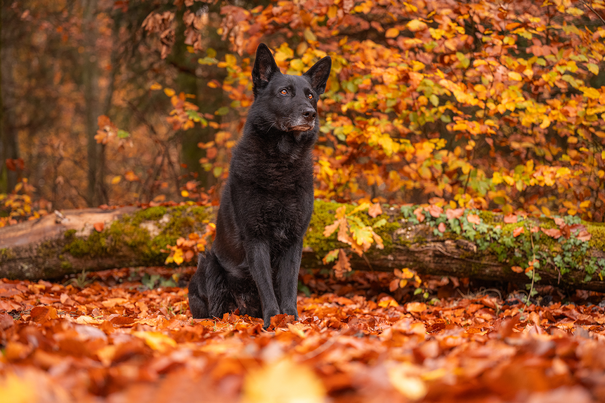 Schwarzer Schäferhund im Herbstwald